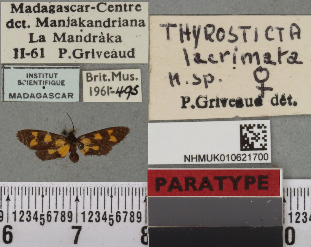 /filer/webapps/moths/media/images/L/lacrimata_Thyrosticta_PTF_BMNHa.jpg