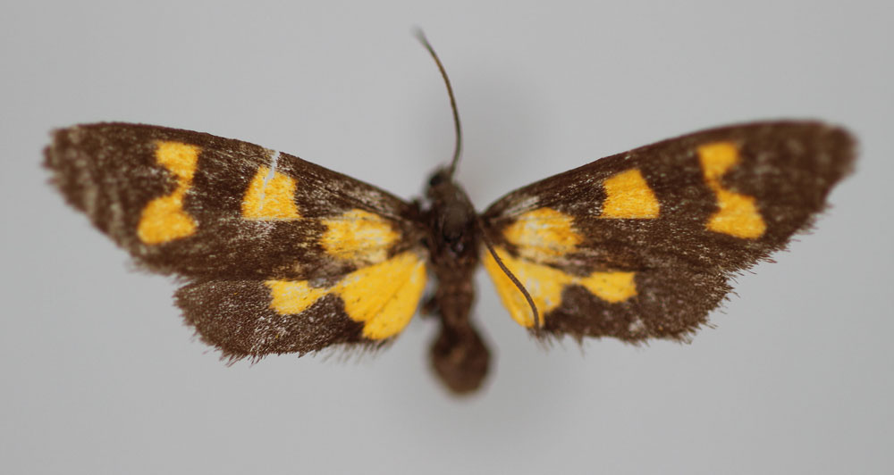 /filer/webapps/moths/media/images/L/lacrimata_Thyrosticta_PT_BMNH.jpg