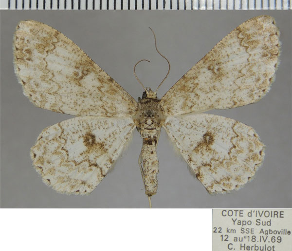 /filer/webapps/moths/media/images/L/lacrymata_Cleora_AF_ZSM.jpg