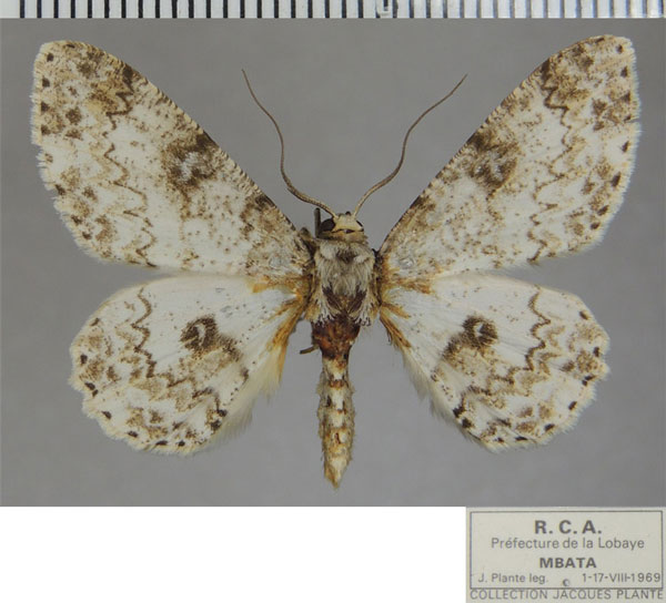 /filer/webapps/moths/media/images/L/lacrymata_Cleora_AM_ZSM.jpg