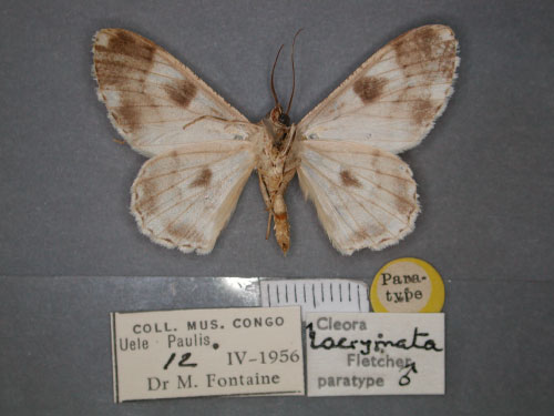 /filer/webapps/moths/media/images/L/lacrymata_Cleora_PT_RMCA_02.jpg