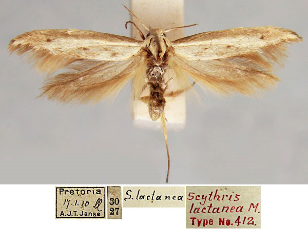 /filer/webapps/moths/media/images/L/lactanea_Scythris_LT_TMSA.jpg