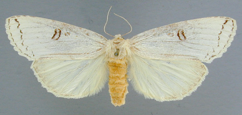 /filer/webapps/moths/media/images/L/lactea_Elaphrodes_A_RMCA.jpg