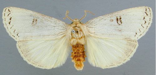 /filer/webapps/moths/media/images/L/lactea_Elaphrodes_HT_RMCA.jpg