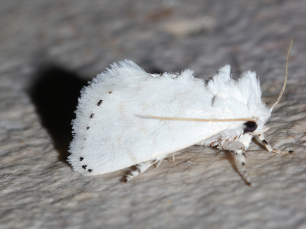 /filer/webapps/moths/media/images/L/lactea_Jordaniana_A_Roland_03.jpg