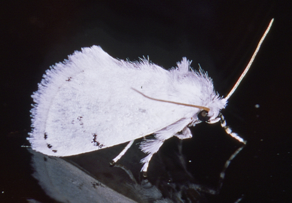 /filer/webapps/moths/media/images/L/lactea_Jordaniana_A_Roland_06.jpg