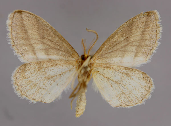 /filer/webapps/moths/media/images/L/lactea_Leucoxema_A_ZSM_02.jpg
