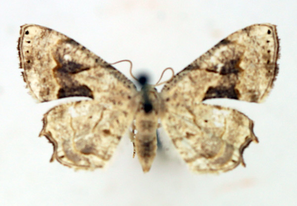/filer/webapps/moths/media/images/L/lactea_Pseudodirades_AF_TMSA.jpg