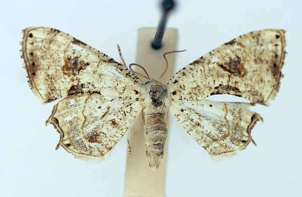 /filer/webapps/moths/media/images/L/lactea_Pseudodirades_AM_TMSA.jpg
