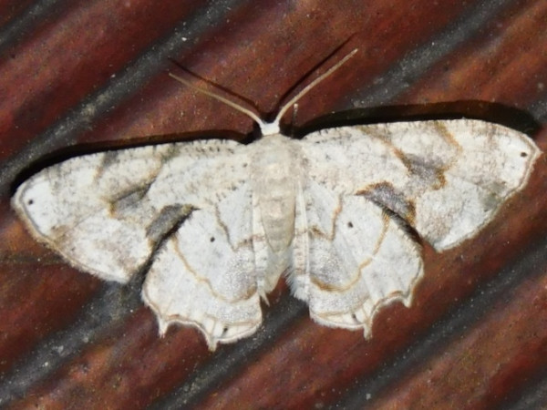 /filer/webapps/moths/media/images/L/lactea_Pseudodirades_A_Grobler.jpg