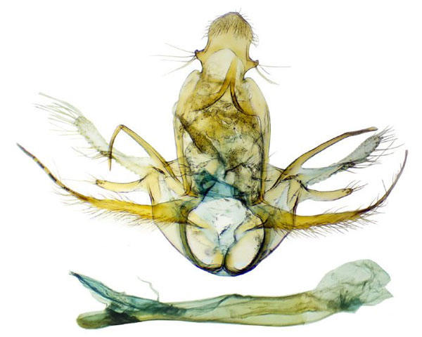 /filer/webapps/moths/media/images/L/lactealis_Goniophysetis_GM_BMNH.jpg