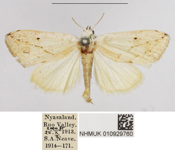 /filer/webapps/moths/media/images/L/lacteata_Negeta_AM_NHMUK.jpg