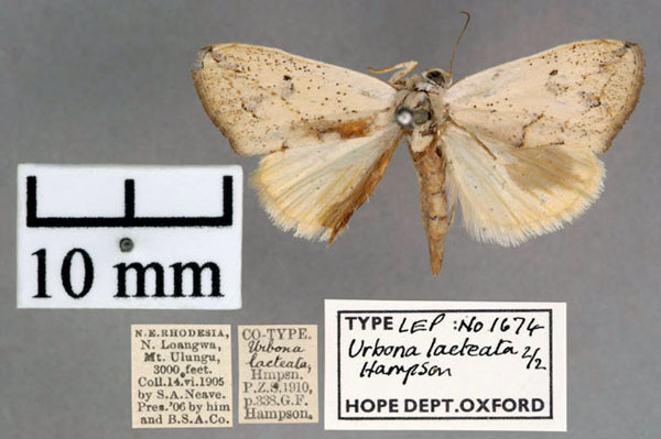 /filer/webapps/moths/media/images/L/lacteata_Urbona_STF_OUMNH_01.jpg