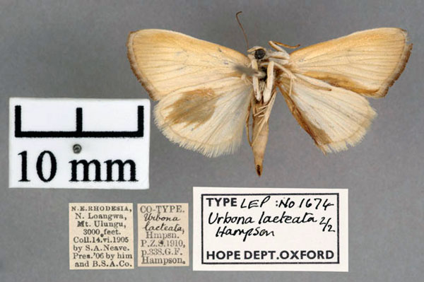 /filer/webapps/moths/media/images/L/lacteata_Urbona_STF_OUMNH_02.jpg