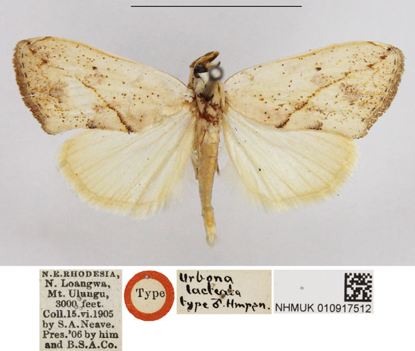 /filer/webapps/moths/media/images/L/lacteata_Urbona_STM_NHMUK.jpg