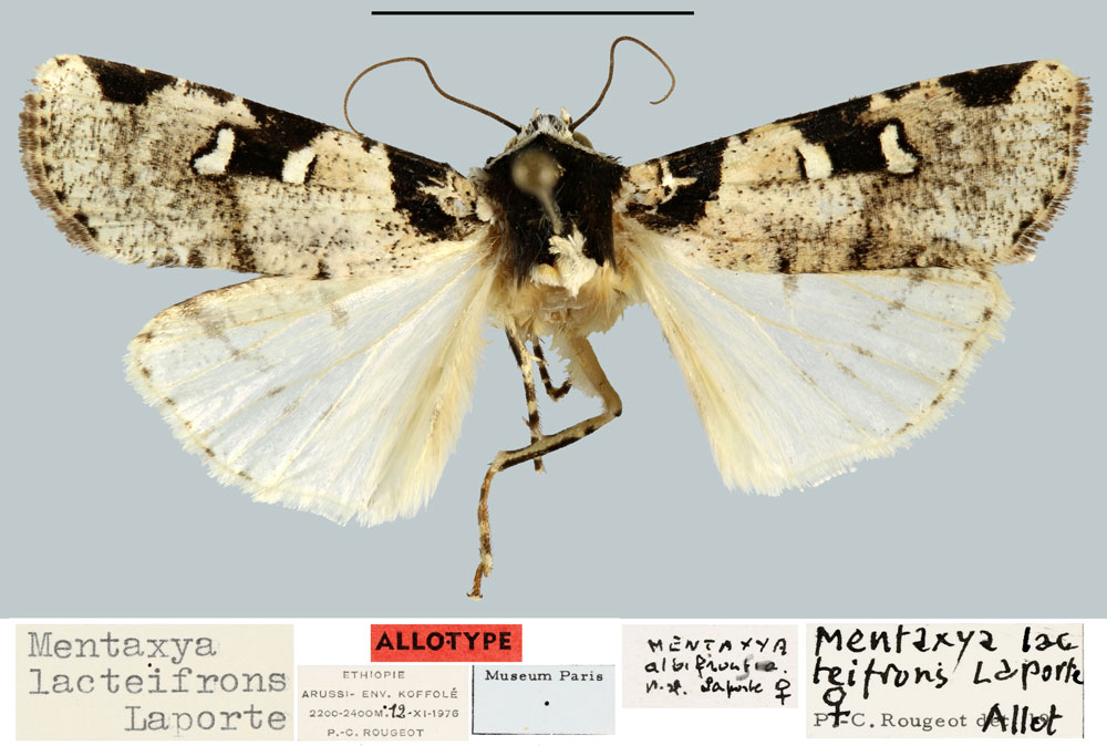 /filer/webapps/moths/media/images/L/lacteifrons_Mentaxya_AT_MNHN.jpg