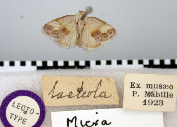 /filer/webapps/moths/media/images/L/lacteola_Micra_LT_BMNH.jpg