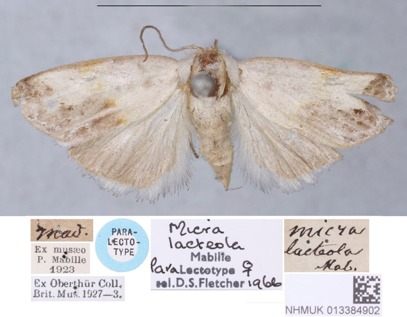 /filer/webapps/moths/media/images/L/lacteola_Micra_PLTF_BMNH.jpg