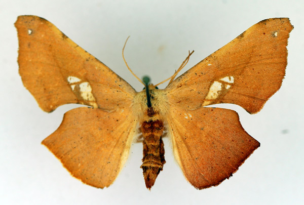 /filer/webapps/moths/media/images/L/lactesignata_Xenimpia_AF_TMSA.jpg