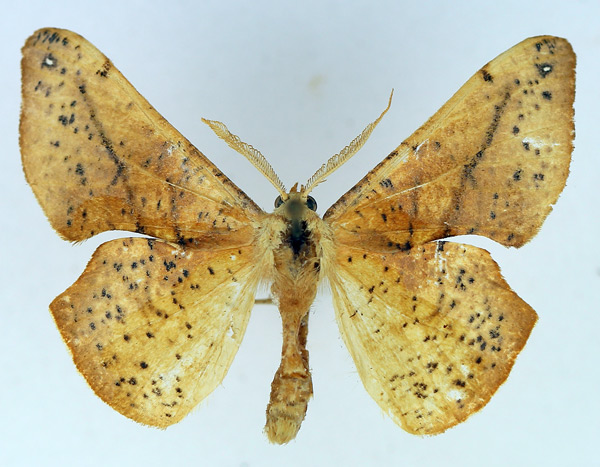 /filer/webapps/moths/media/images/L/lactesignata_Xenimpia_AM_TMSA_LnWWRlz.jpg