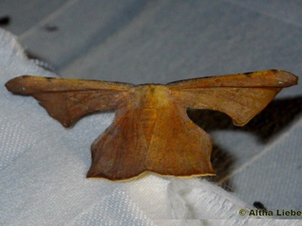 /filer/webapps/moths/media/images/L/lactesignata_Xenimpia_A_Liebenberg.jpg
