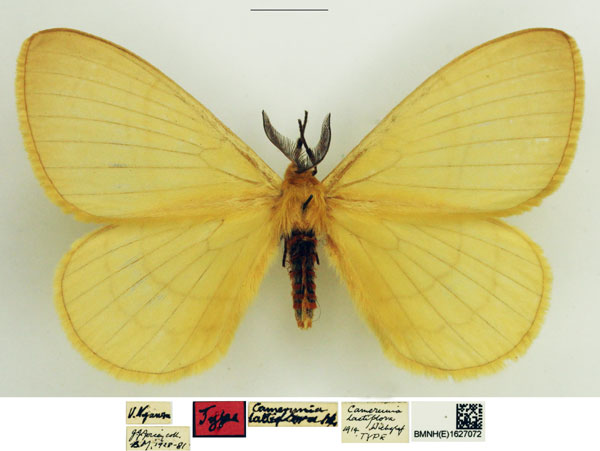 /filer/webapps/moths/media/images/L/lactiflora_Camerunia_HT_NHMUK_keQtcyF.jpg