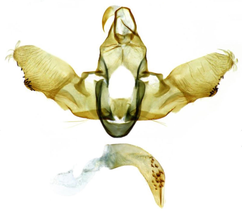 /filer/webapps/moths/media/images/L/lactizonalis_Homaloxestis_GMHT_ZMHB.jpg