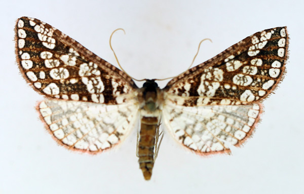 /filer/webapps/moths/media/images/L/lacunosa_Rhodoneuera_AM_TMSA.jpg