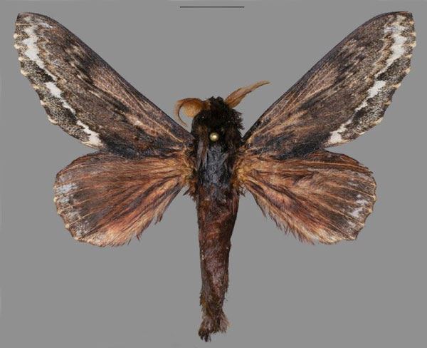 /filer/webapps/moths/media/images/L/ladislavi_Lasiocesa_HT_USTTB.jpg