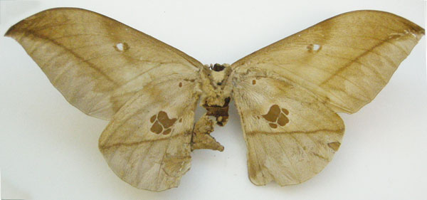 /filer/webapps/moths/media/images/L/laestrygon_Antheraea_HT_NHMUKb.jpg