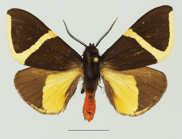/filer/webapps/moths/media/images/L/laeta_Fodinoidea_AM_Basquina.jpg