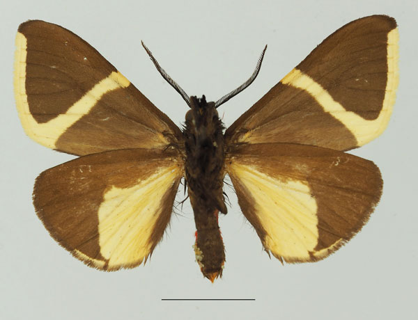 /filer/webapps/moths/media/images/L/laeta_Fodinoidea_AM_Basquinb.jpg