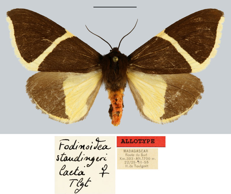 /filer/webapps/moths/media/images/L/laeta_Fodinoidea_AT_MNHN.jpg