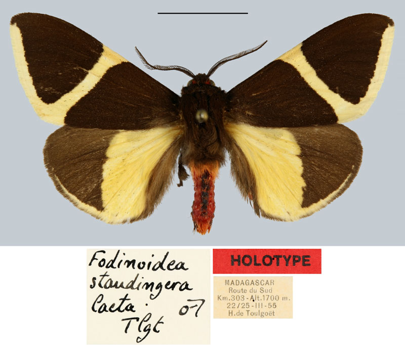 /filer/webapps/moths/media/images/L/laeta_Fodinoidea_HT_MNHN.jpg