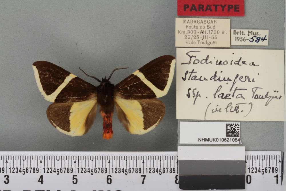 /filer/webapps/moths/media/images/L/laeta_Fodinoidea_PT_BMNH_02a.jpg