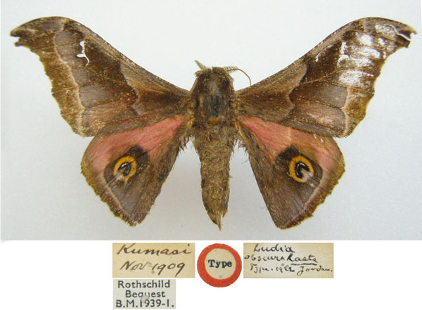 /filer/webapps/moths/media/images/L/laeta_Ludia_HT_NHMUKa.jpg