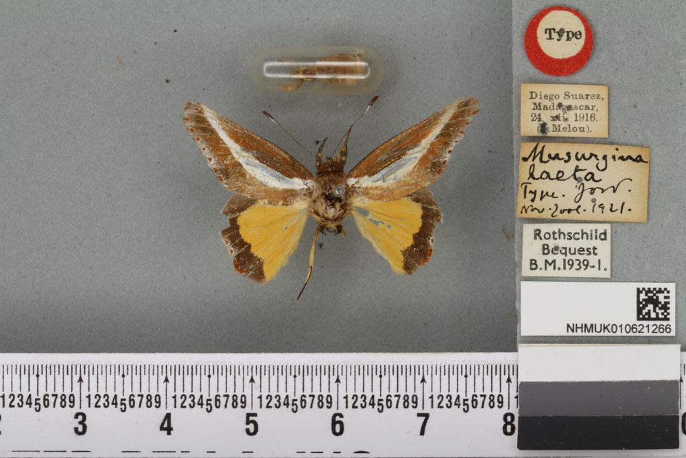 /filer/webapps/moths/media/images/L/laeta_Musurgina_HT_BMNHa.jpg