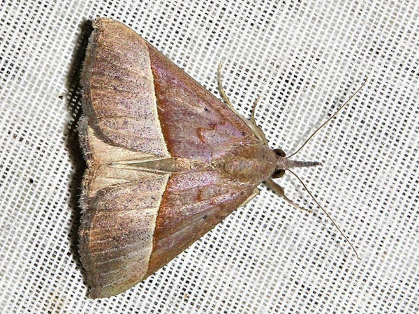 /filer/webapps/moths/media/images/L/laetalimaior_Hypena_A_Braun.jpg
