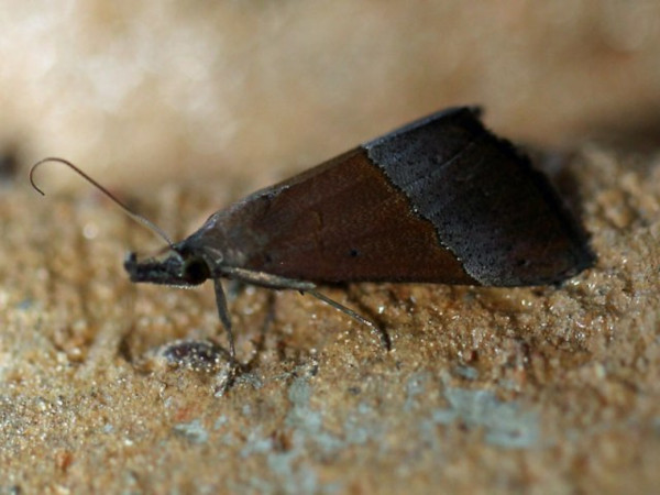 /filer/webapps/moths/media/images/L/laetalis_Hypena_A_Voaden.jpg