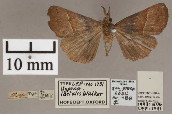 /filer/webapps/moths/media/images/L/laetalis_Hypena_HT_OUMNH_01.jpg