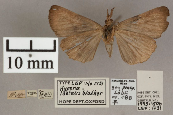 /filer/webapps/moths/media/images/L/laetalis_Hypena_HT_OUMNH_02.jpg