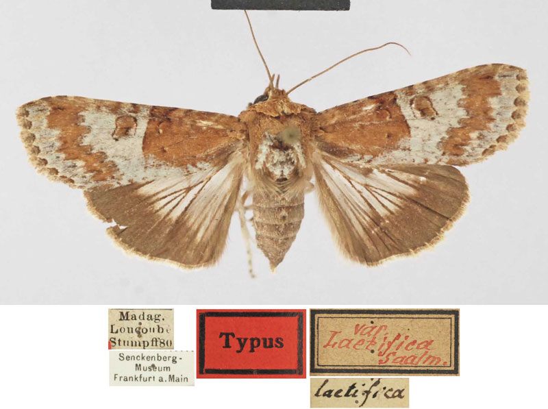 /filer/webapps/moths/media/images/L/laetifica_Stictopera_HT_SNMF.jpg