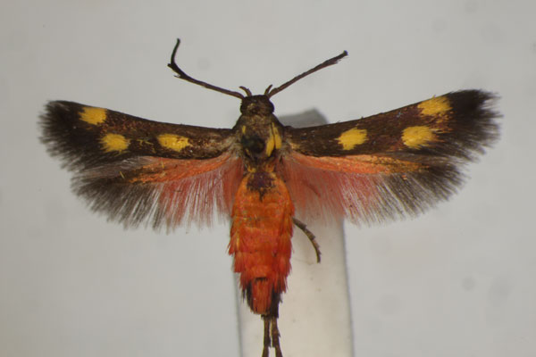 /filer/webapps/moths/media/images/L/laetissima_Eretmocera_A_BMNH_01.jpg