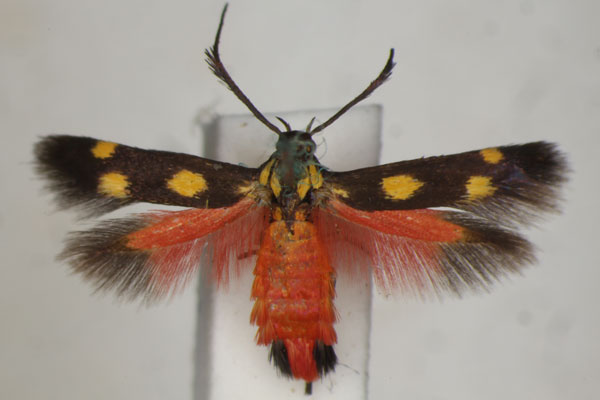 /filer/webapps/moths/media/images/L/laetissima_Eretmocera_A_BMNH_02.jpg