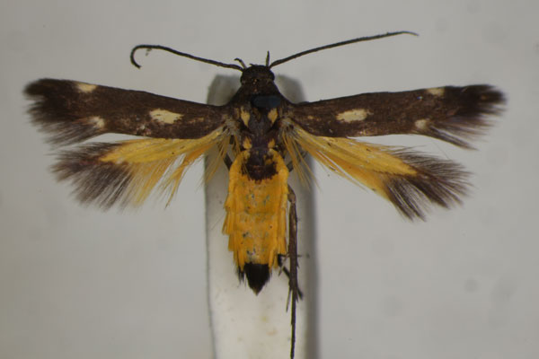 /filer/webapps/moths/media/images/L/laetissima_Eretmocera_A_BMNH_03.jpg