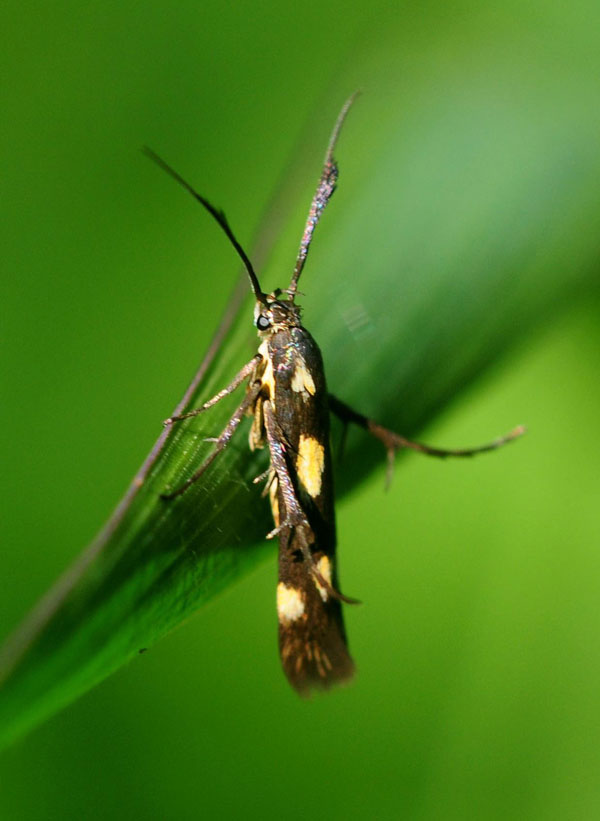 /filer/webapps/moths/media/images/L/laetissima_Scythris_A_King_01.jpg