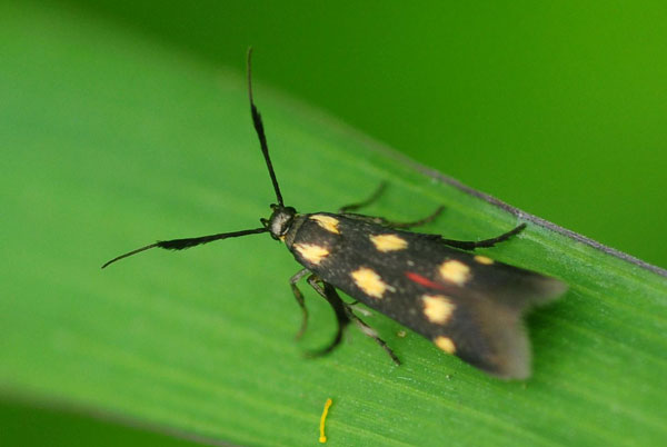 /filer/webapps/moths/media/images/L/laetissima_Scythris_A_King_02.jpg