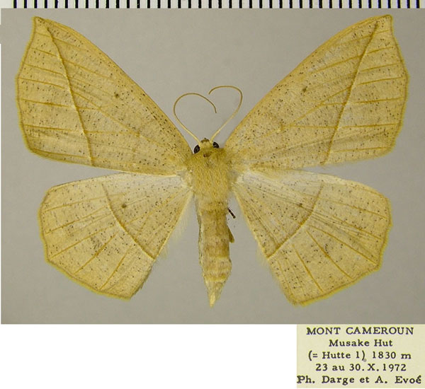/filer/webapps/moths/media/images/L/laevigata_Psilocerea_AF_ZSM.jpg