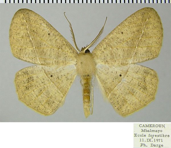 /filer/webapps/moths/media/images/L/laevigata_Psilocerea_AM_ZSMa.jpg