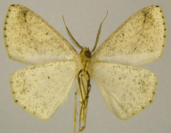 /filer/webapps/moths/media/images/L/laevigata_Psilocerea_AM_ZSMb.jpg